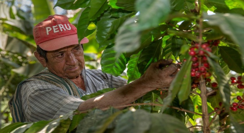 Fairtrade Fortnight Claudio Morales Machado picking coffee beans from a plant in San Miguel del Faique, Peru credit by Eduardo Martino